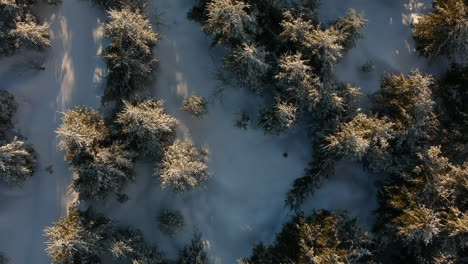 Vista-Panorámica-De-Los-Pinos-En-Un-País-De-Las-Maravillas-Invernal,-Suba-Lentamente,-Selva-Negra,-Alemania