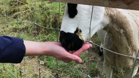 alimentando una oveja con una mano humana