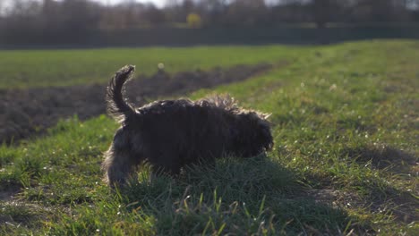 Close-up-of-adorable-puppy-dog-sniffing-for-treats-on-grass-field-in-the-park-in-super-slow-motion-during-summer-with-puppy-dog-eyes-in-Stuttgart,-Germany