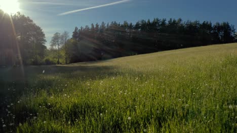 Low-flying-shot-close-to-grass-with-peaking-sun-rays-between-trees