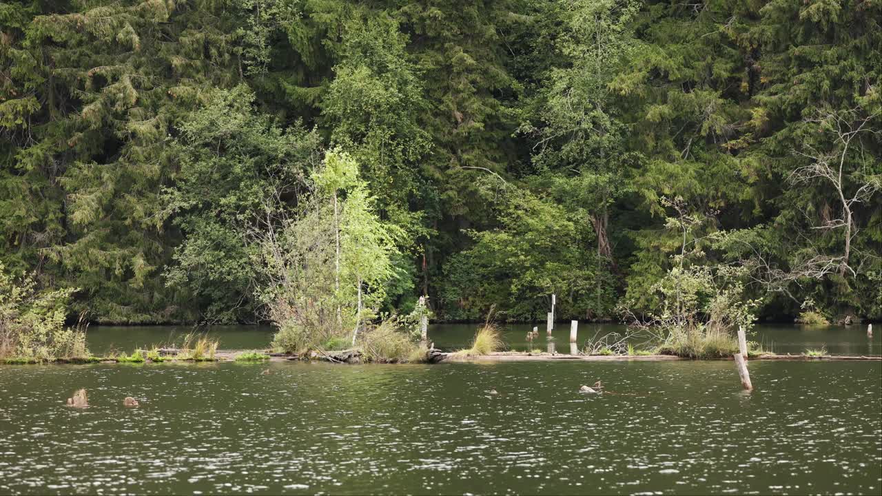 루마니아의 배경에 무성한 녹색 숲이 있는 붉은 호수 댐의 잔잔한 물