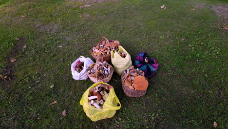 zooming into buckets and basket full of wild mushrooms