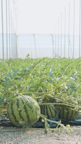 watermelons growing in greenhouse: agriculture and farming