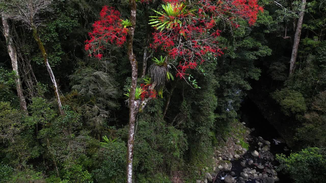 Mostrando i fiori rosso vivo di un albero della fiamma del Queensland che cresce accanto a un ruscello nel Parco Nazionale di Lamington, Australia.