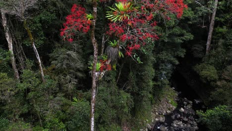 Revelando-Las-Brillantes-Flores-Rojas-De-Un-árbol-De-Llamas-De-Queensland-Que-Crece-Junto-A-Un-Arroyo-En-El-Parque-Nacional-Lamington,-Australia.