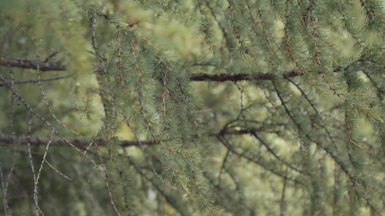Close-up view of a wet pine tree branches