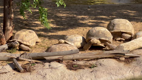 tortoise trying to reach to another tortoise that is eating some plants near a lake