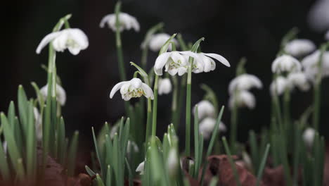 Delicate-pure-white-Snowdrop-flowers-blooming-in-an-English-woodland