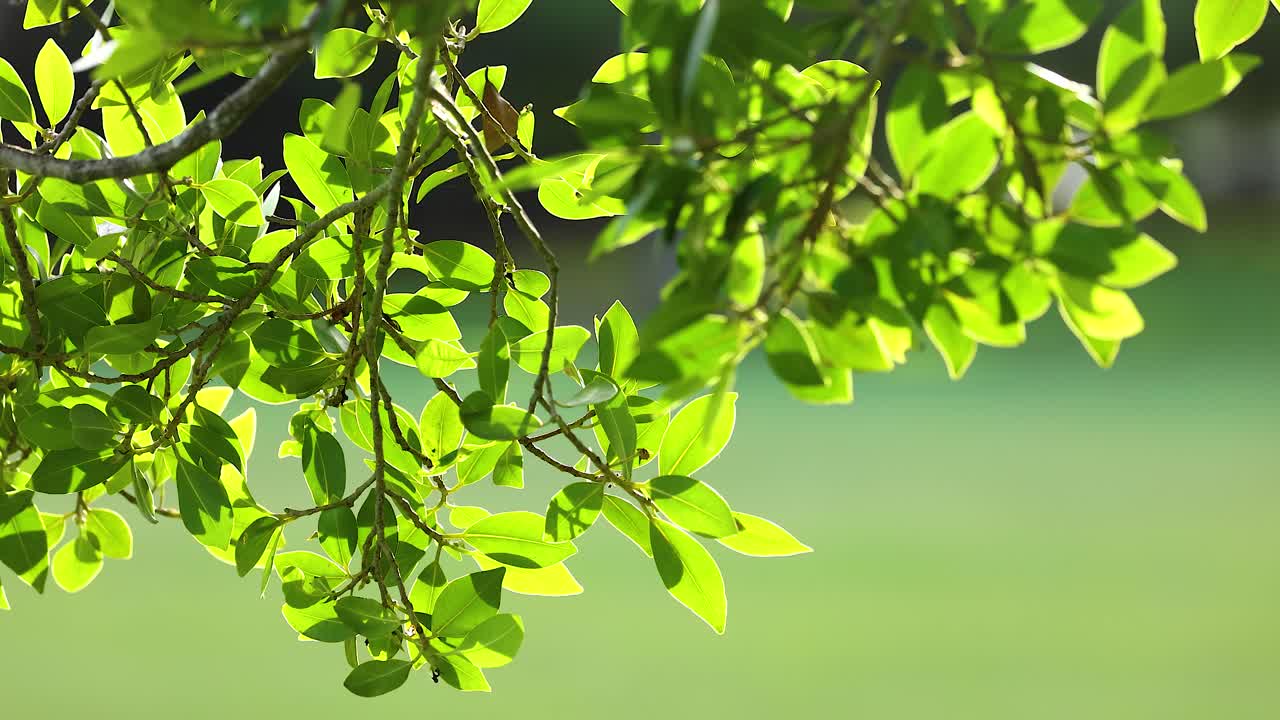 Vibrant green leaves gently sway in the sunlight, creating a serene and natural atmosphere on the Gold Coast