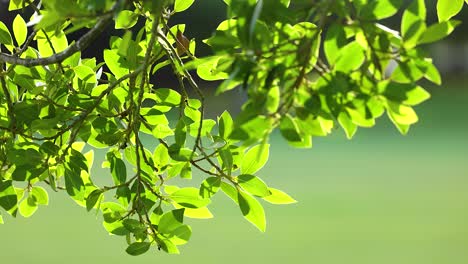vibrant green leaves gently sway in the sunlight, creating a serene and natural atmosphere on the gold coast