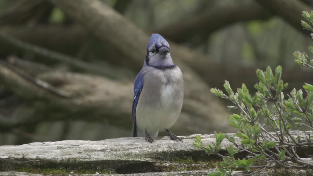Ritratto di una ghiandaia azzurra, uccello curioso appollaiato su una recinzione nel bosco