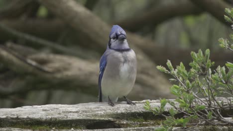 portrait of a blue jay, curious bird perched on a forest fence