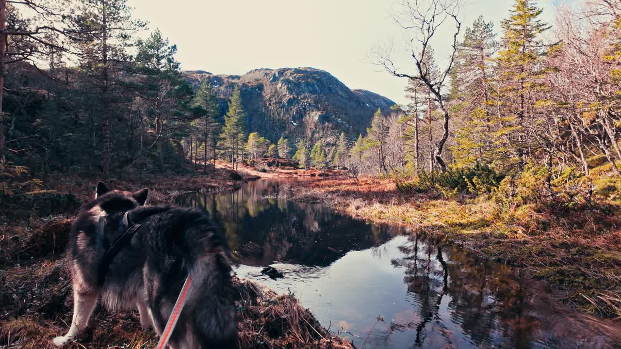 Alaskan Malamute Dog Standing By The Lake In Norway - Close Up
