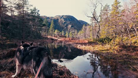 alaskan malamute dog standing by the lake in norway - close up