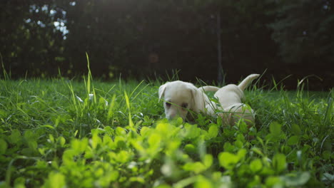 close-up van twee schattige labrador-puppy's die op een zonnige zomerdag op het groene gras rennen