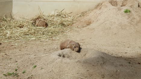 Cute-Prairie-Dog-Rodents-Near-Their-Hole-In