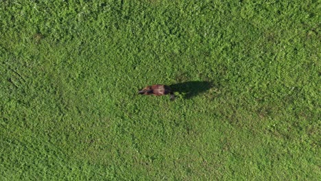 Brown-horse-on-green-pasture,-aerial-view,-ranch-and-farmland-animal