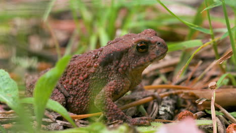 sapo rojo en un bosque