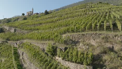 north italy, terraced vineyards