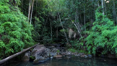 Drohne-Fliegt-In-Geringer-Höhe-über-Seichten-Gewässern-Eines-Baches-Im-Tropischen-Wald,-Guadeloupe