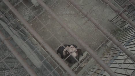 young beautiful attractive gothic white woman looking upwards from a steel cage in a dungeon