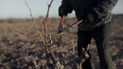 Anonymous-old-man-cutting-dried-twigs-in-field