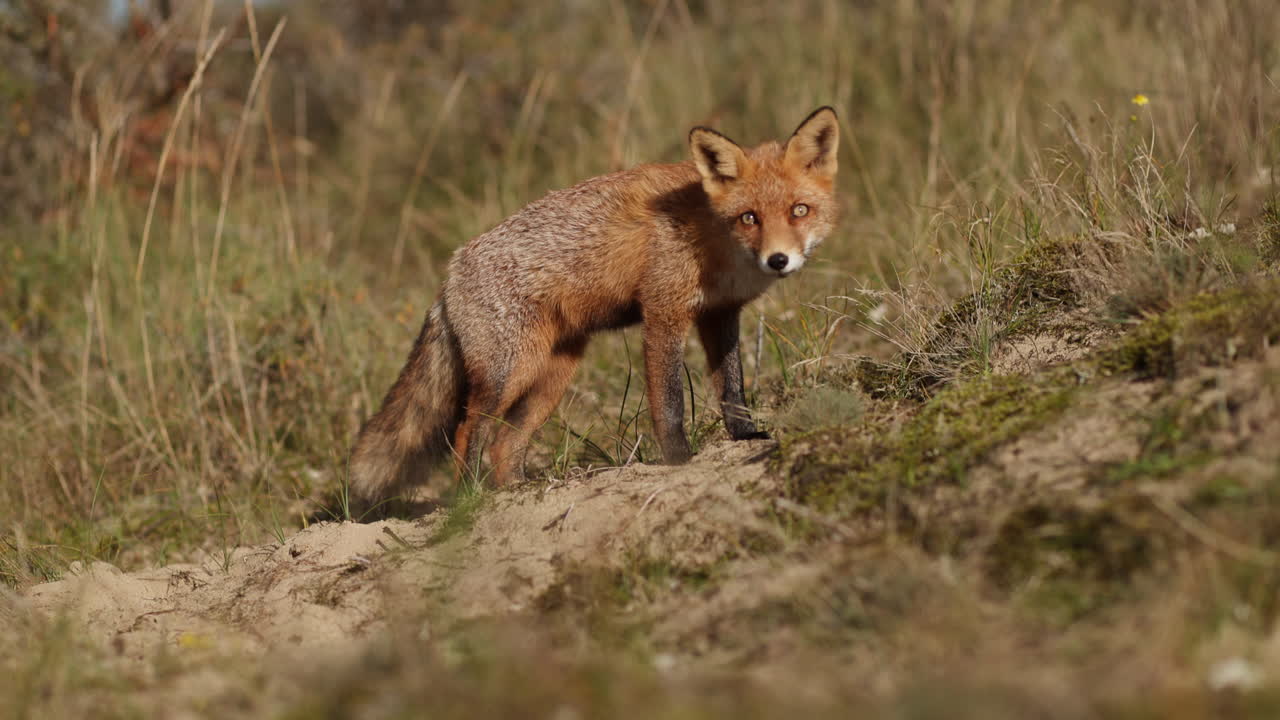 zorro rojo en un campo de hierba
