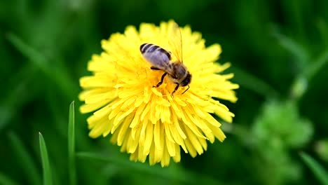 Biene-Sammelt-Pollen-Von-Gelben-Blüten