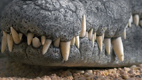 crocodile jaws with big teeth