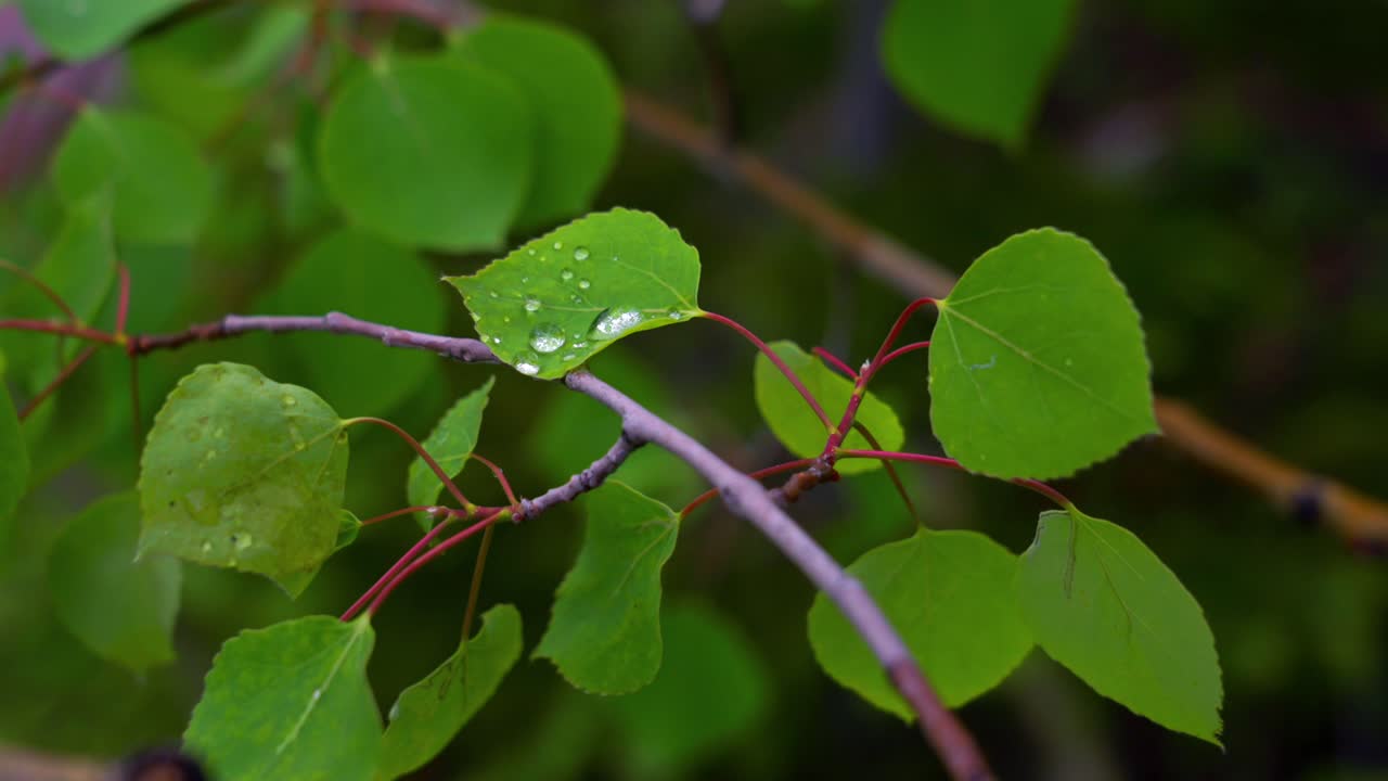 Aspen leaves raindrops stormy rainy Maroon Bells Pyramid peaks Wilderness valley Maroon Lake Trailhead rain clouds wet damp lush green basin spring summer landscape Aspen Tree grove White River Forest