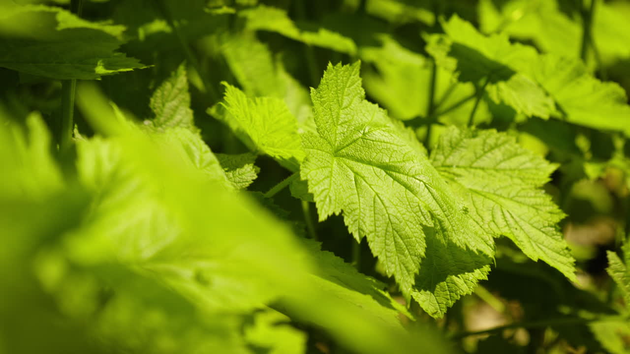 plantas frescas y verdes balanceándose en el viento