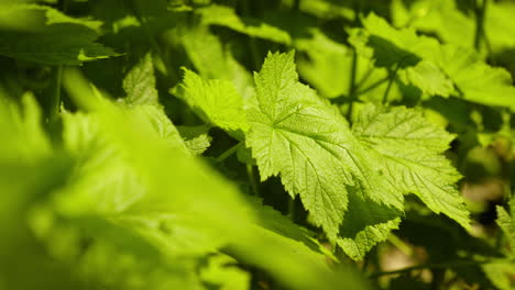 fresh and green plants swaying in the wind