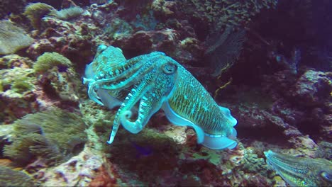 Cuttlefish-protecting-mate-from-another-male-on-tropical-reef