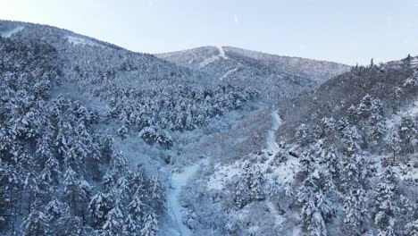 Bosque-De-Invierno-Vista-Aérea-Nevado