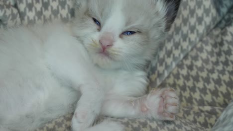 Cansancio-Pequeño-Pequeño-Gato-Ragdoll-Quedarse-Dormido