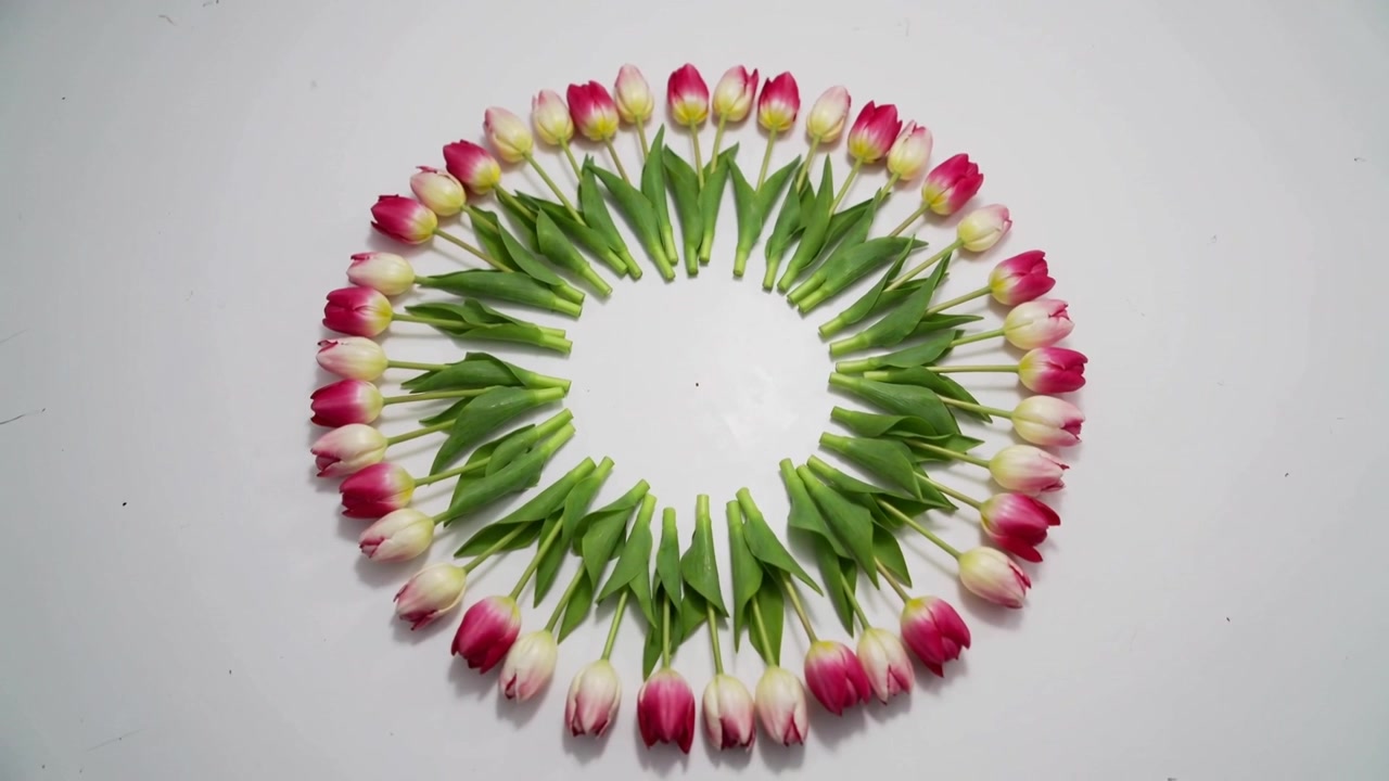En skiftende tulipankrans justerer seg mens rammer endres på en hvit overflate, med rosa-hvite tulipaner, grønne stilker og flekker.
