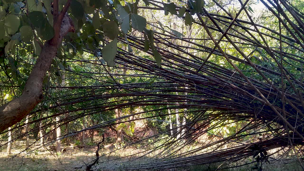 인도에 있는 거대한 대나무 식물이 쓰러진 것처럼 보이며, 그 줄기는 땅에 구부려 자연의 탄력성과 역동성을 보여줍니다.