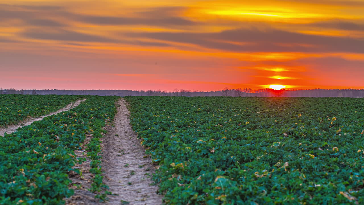 timelapse de la puesta del sol en el campo campo verde cultivado