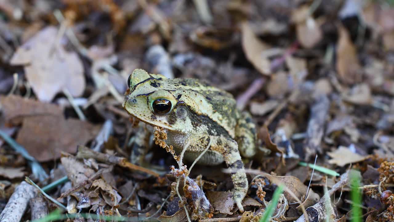 걸프 해안 두꺼비 incilius valliceps의 정적 매크로 비디오