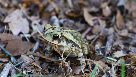 video macro estático del sapo de la costa del golfo incilius valliceps