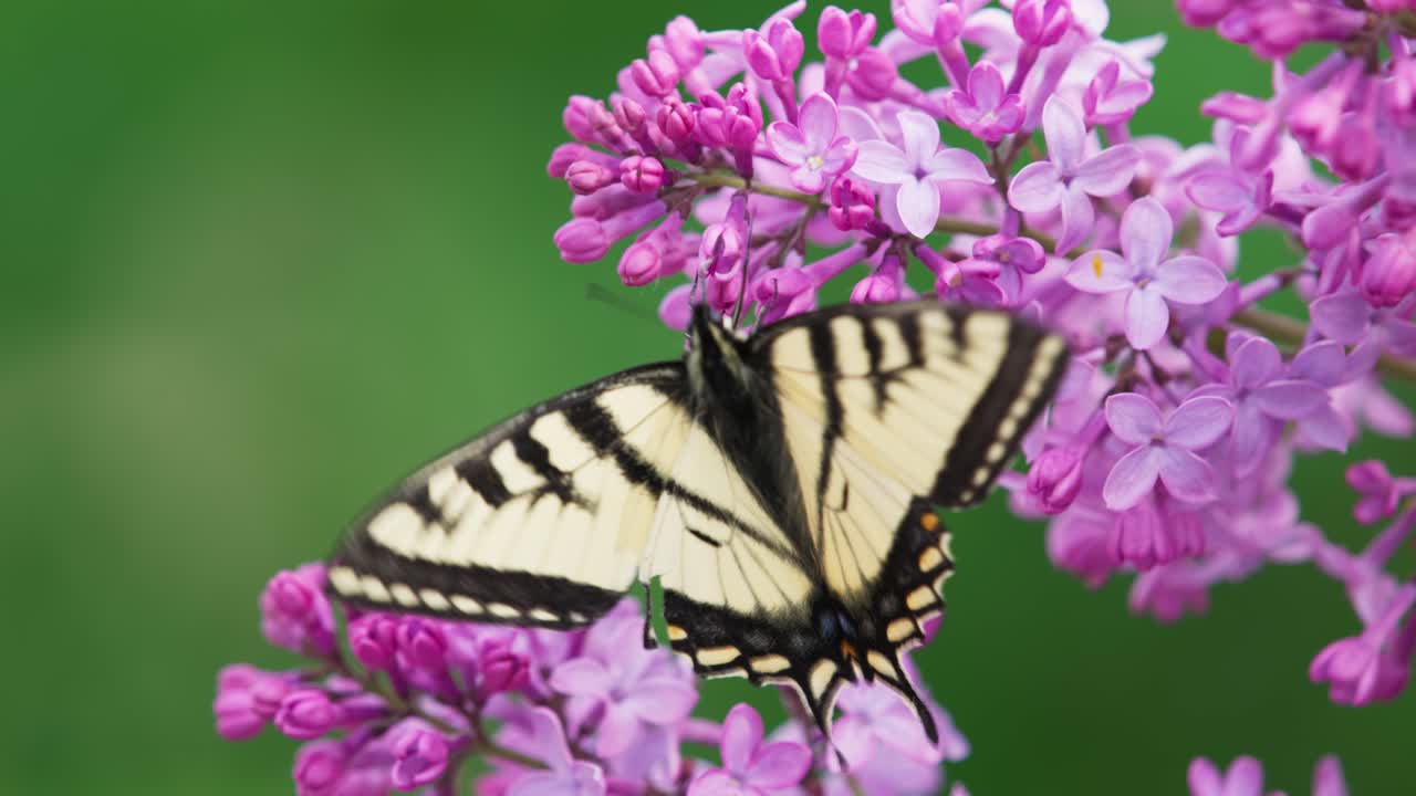 Primo piano di una farfalla macaone tigre orientale che si nutre di lillà.