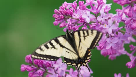 Close up of Eastern Tiger Swallowtail butterfly feeding on lilacs.