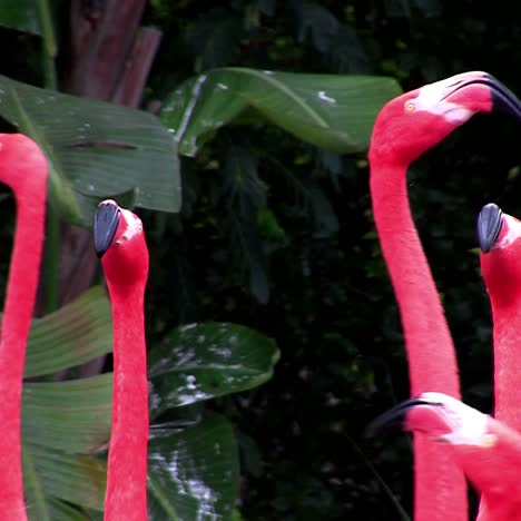 Flamingos-Strömen-In-Den-Everglades-Zusammen