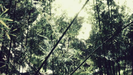 green bamboo forest in hawaii