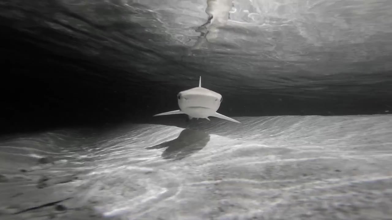Squali pinna nera del reef nuotano in una laguna sabbiosa poco profonda alle Maldive di notte, passando vicino a una telecamera subacquea sotto l'acqua increspata e illuminata