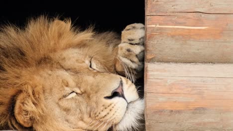 beautiful big lion is resting in a wooden house in the zoo. the lion king of beasts in captivity