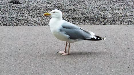 funny european herring gull standing near sea shore in a windy day