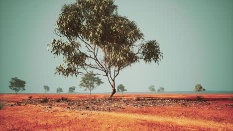 dry-african-savannah-with-trees