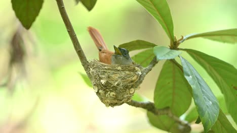 Indischer-Paradiesfliegenfänger,-Der-Auf-Eiern-Im-Nest-Sitzt