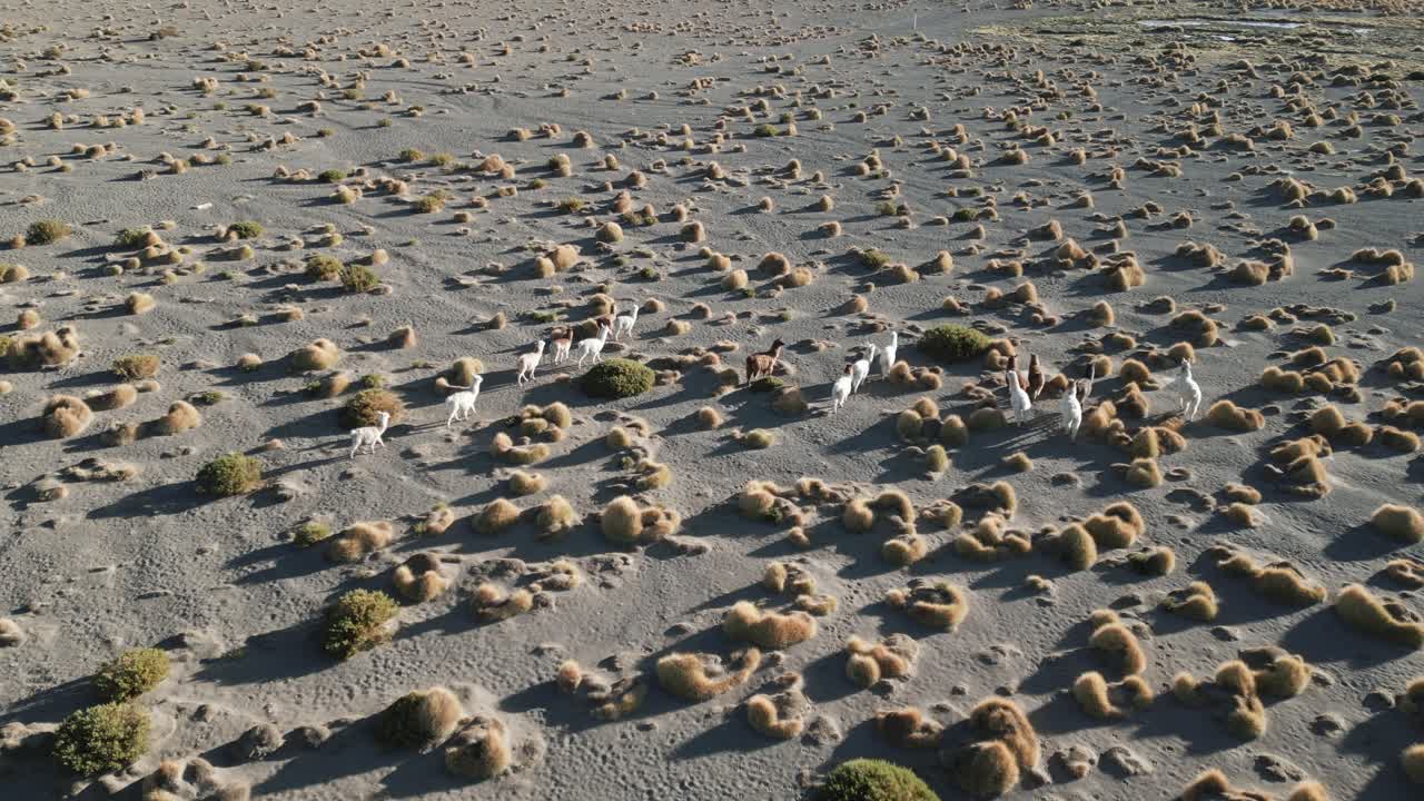 알파카는 알티플라노 고원, 야생 동물, 라마, 고원 위의 공중 전망, 풀과 관목, 라구나 콜로라다, 볼리비아